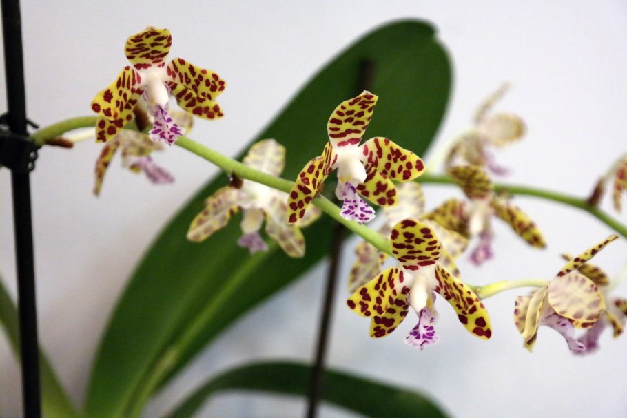 Phalaenopsis lobbii