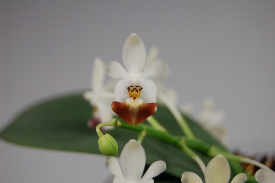 Орхидея фаленопсис париша