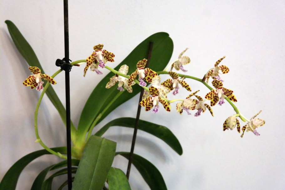 Sedirea japonica x Vandopsis parishii *Aroma*