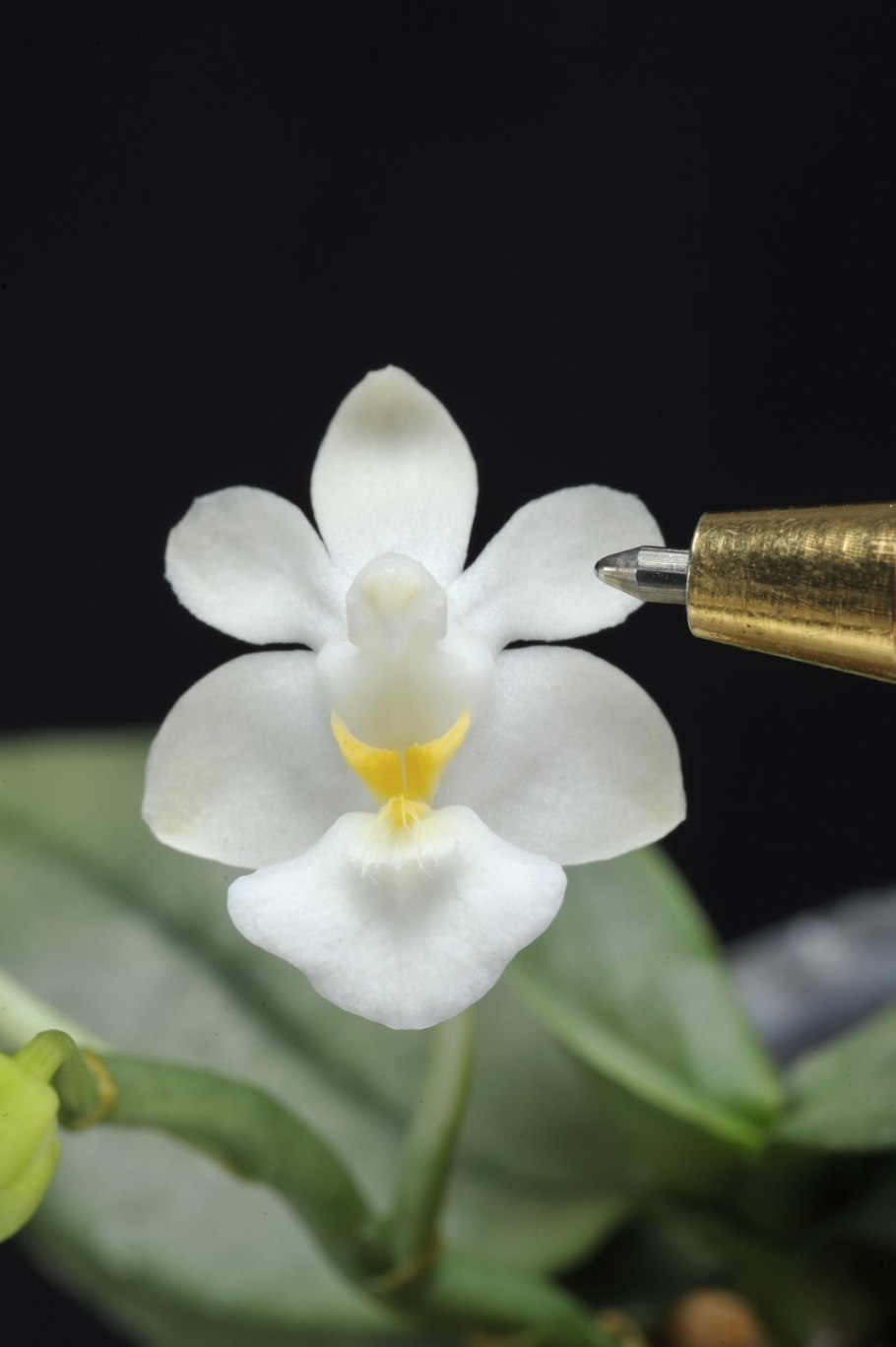 Qm144 Phalaenopsis lamelligera x self