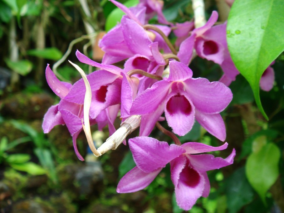 Фаленопсисэквестрис Пинк