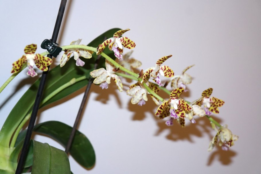 Орхидея Тропик Пикоти