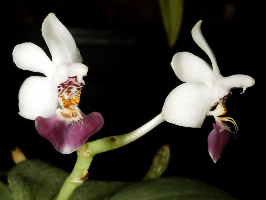 Фаленопсис Королевский поцелуй