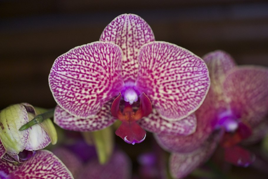 Фаленопсис сине красный