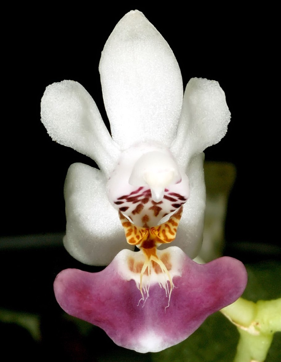 Phalaenopsis parishii