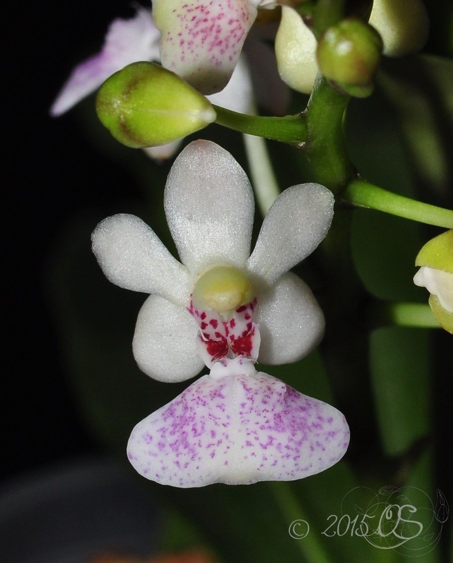 Phalaenopsis lobbii