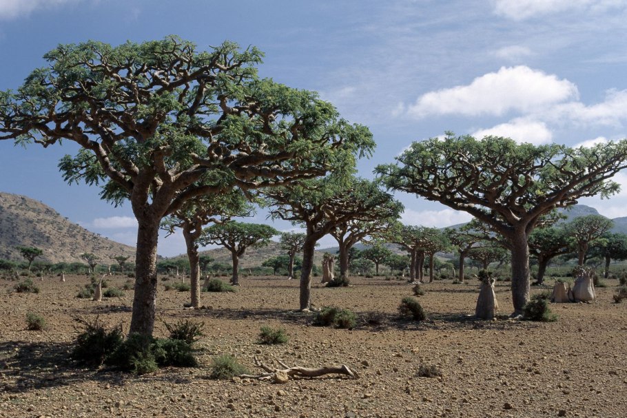 Босвеллия пильчатая, Akgünlük (Boswellia serrata)