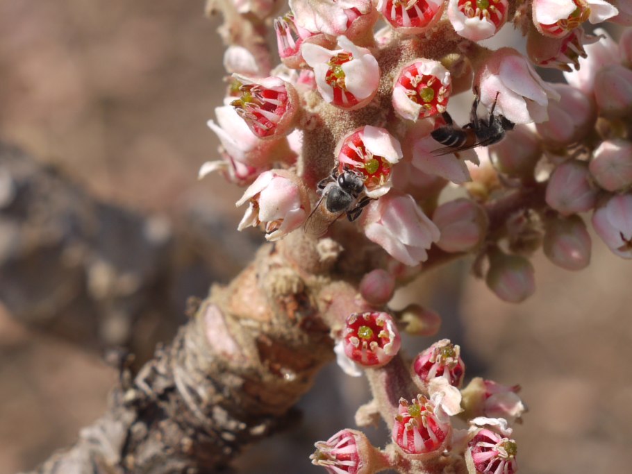 Растение Boswellia serrata
