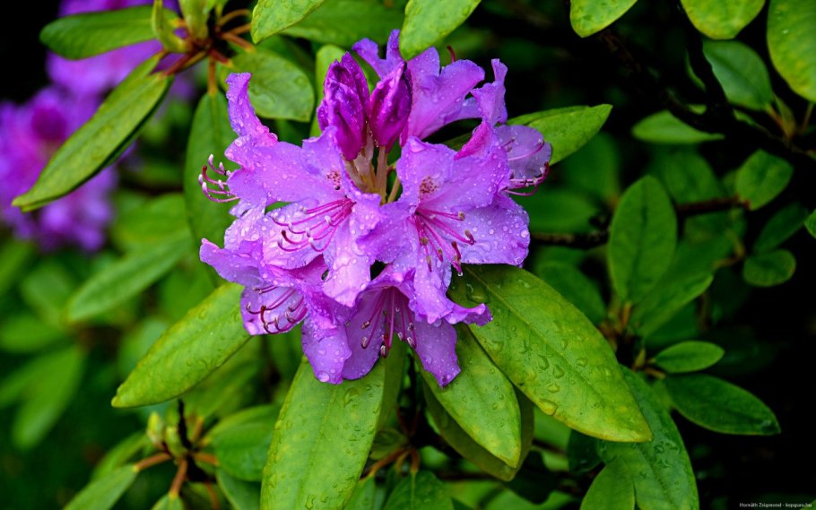 Рододендрон канадский сиреневый