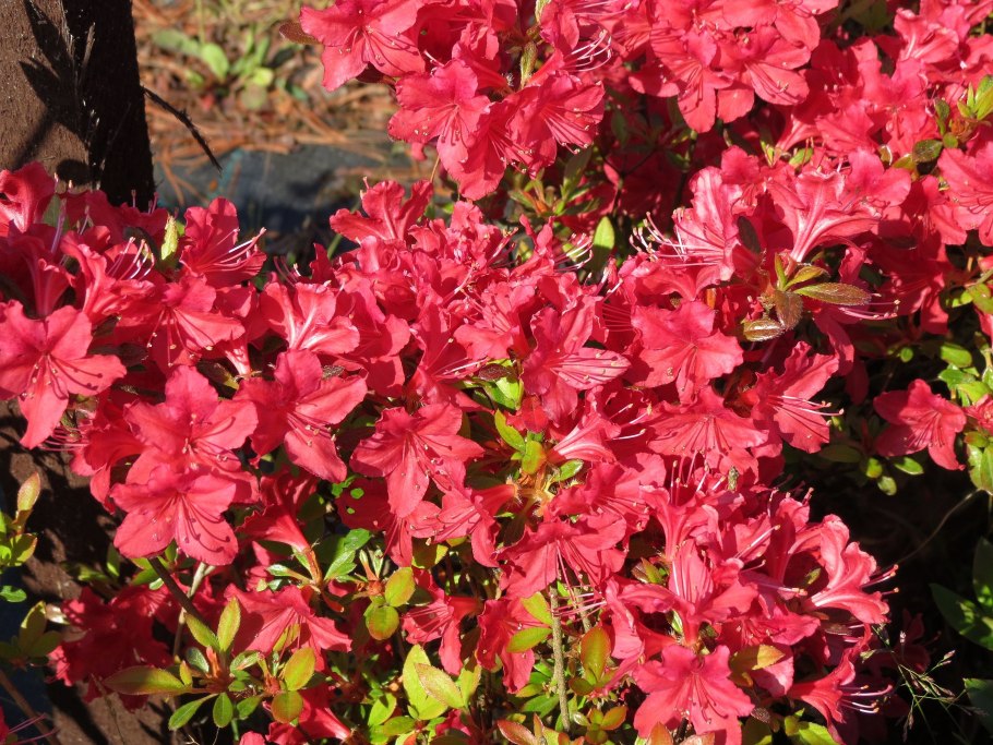 Рододендрон канадский сиреневый