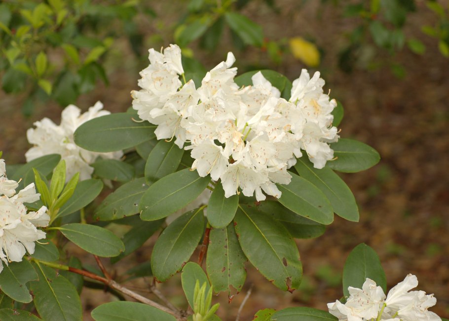 Рододендрон канадский альбум