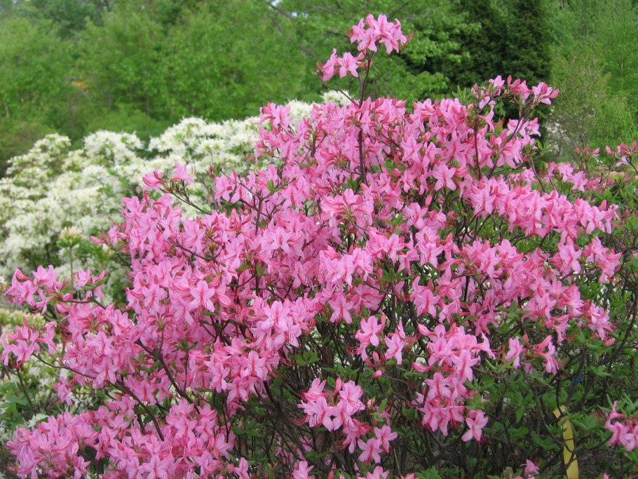 Рододендрон листопадный канадский