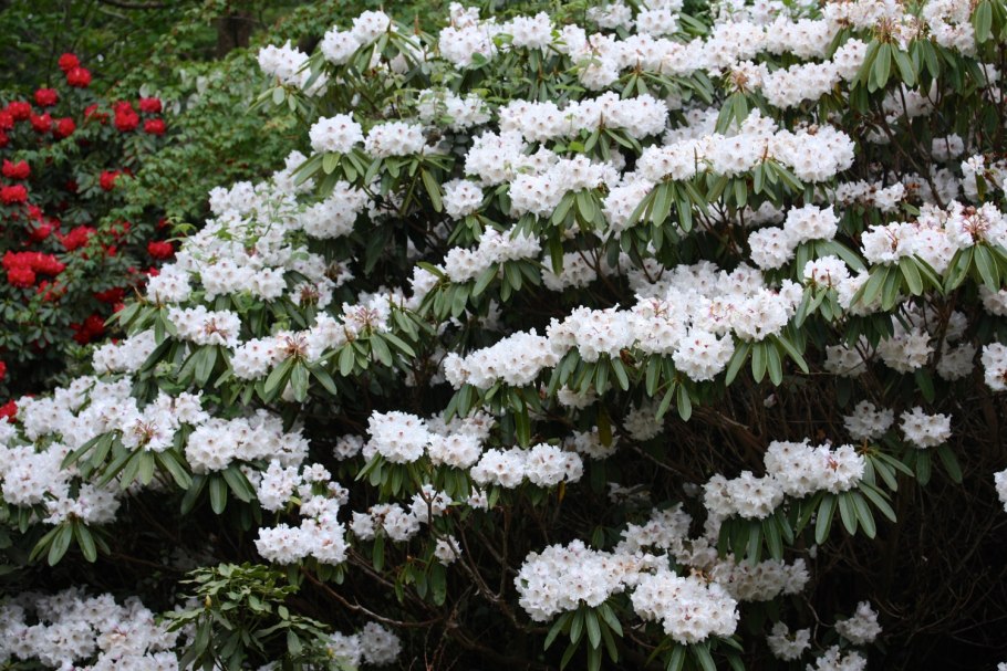 Рододендрон Голден Хармони