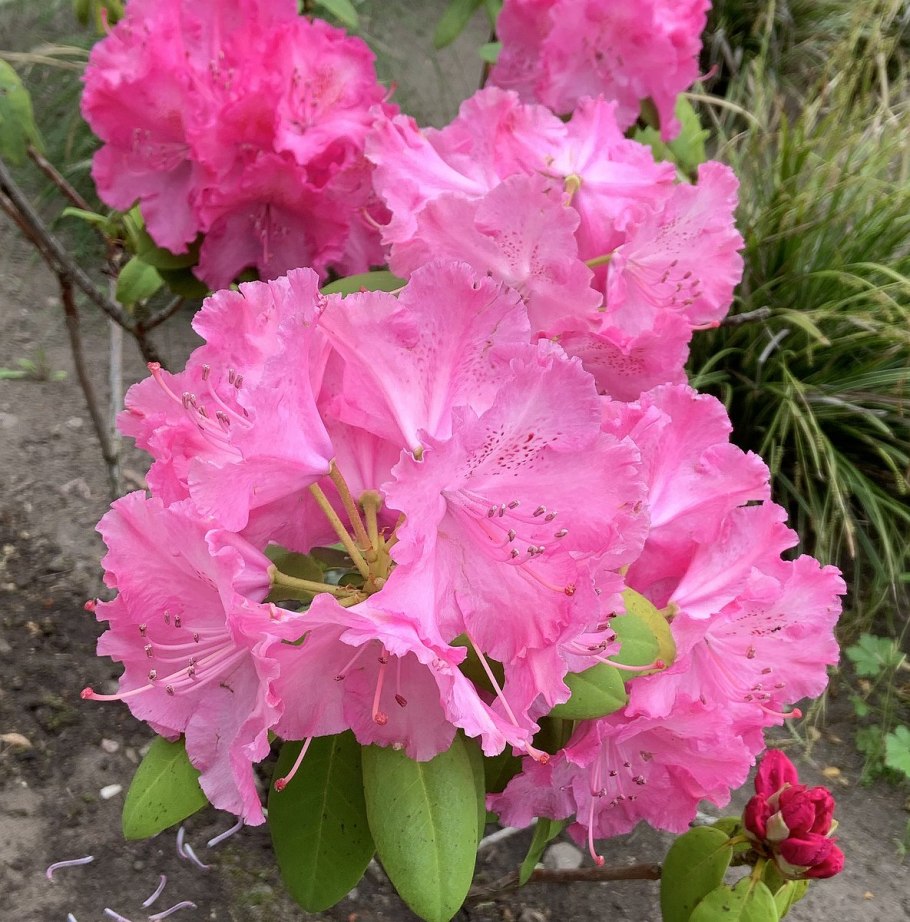 Рододендрон Пржевальского