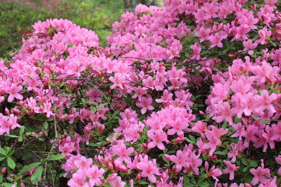 Рододендрон листопадный канадский