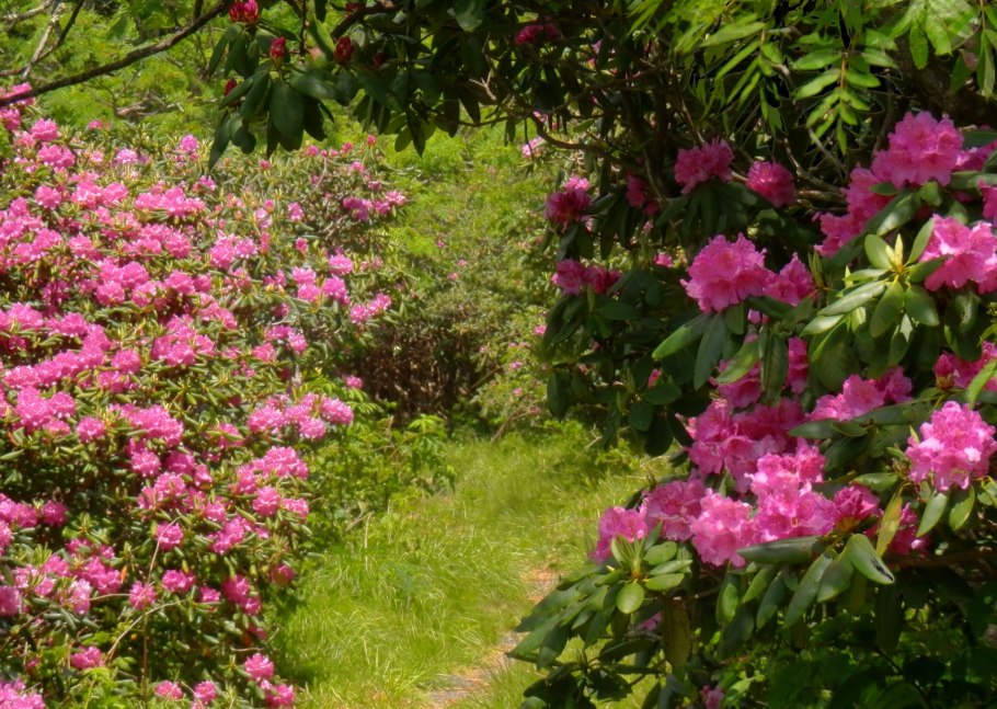 Рододендрон obtusum