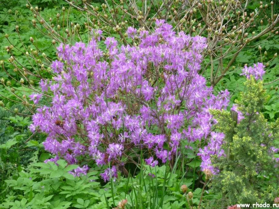 Рододендрон Синтия