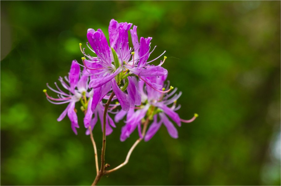 Рододендрон листопадный канадский