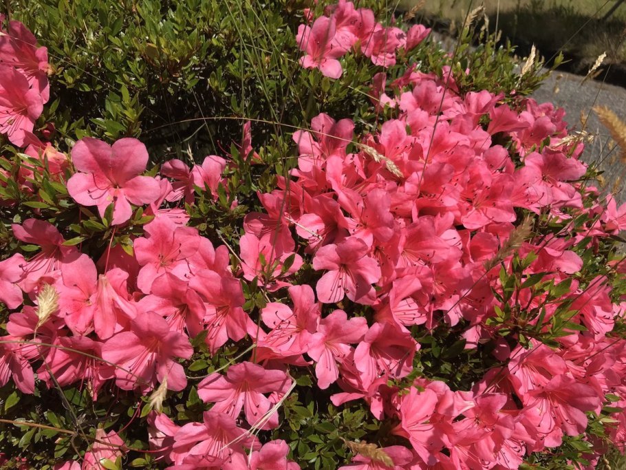 Рододендрон индикум