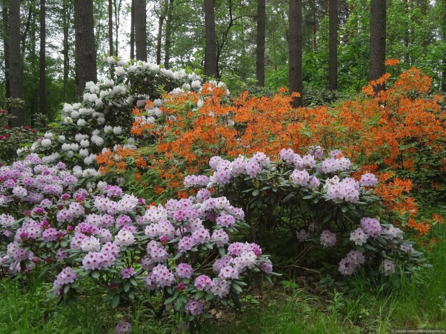 Бабите рододендроны