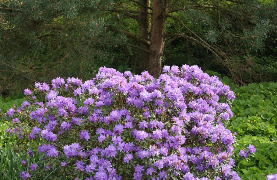 Рододендрон Импедитум