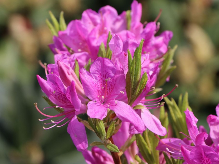 Рододендрон канадский Фразера