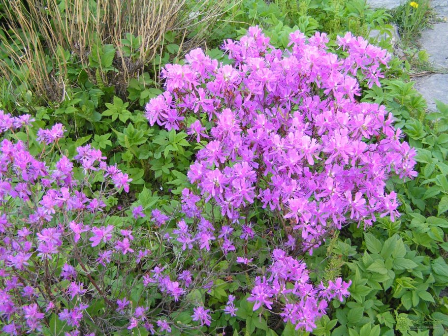 Рододендрон канадский Фразера