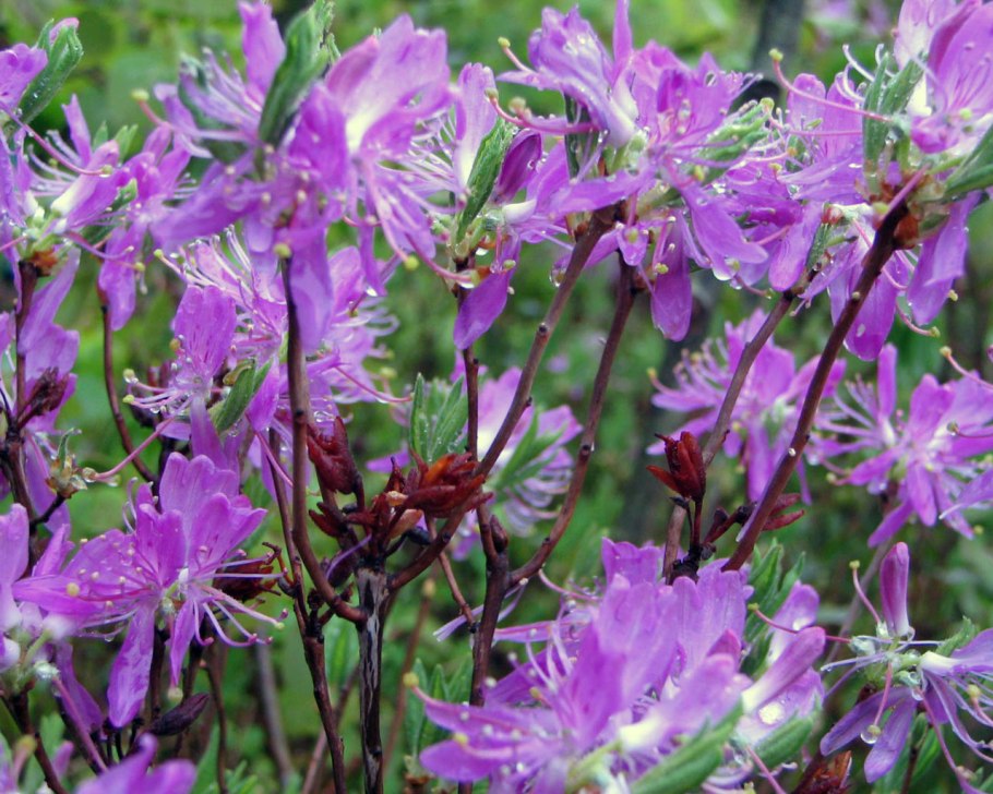 Рододендрон Фразера