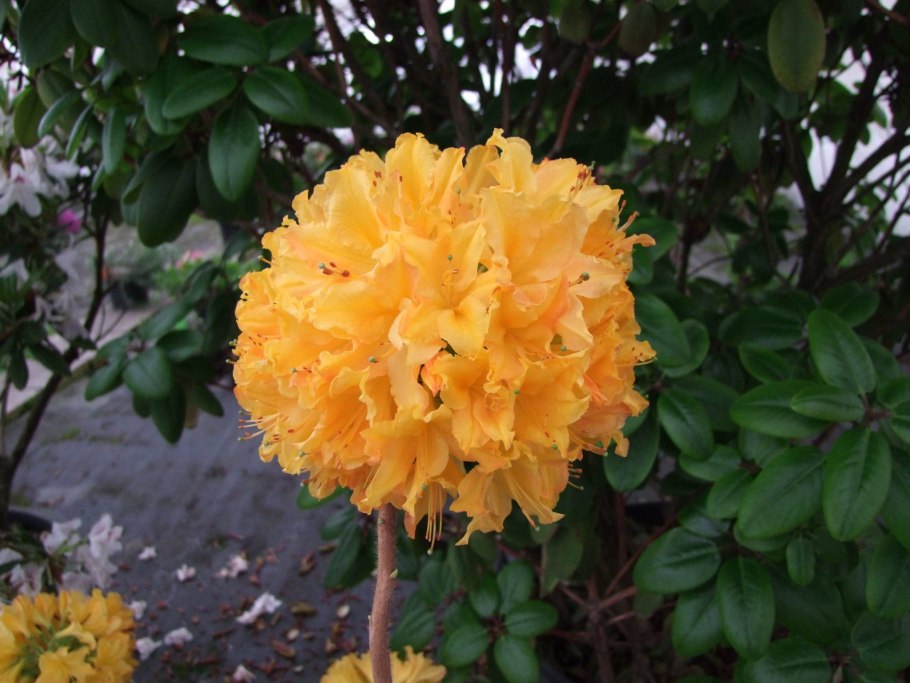 Рододендрон Карибия