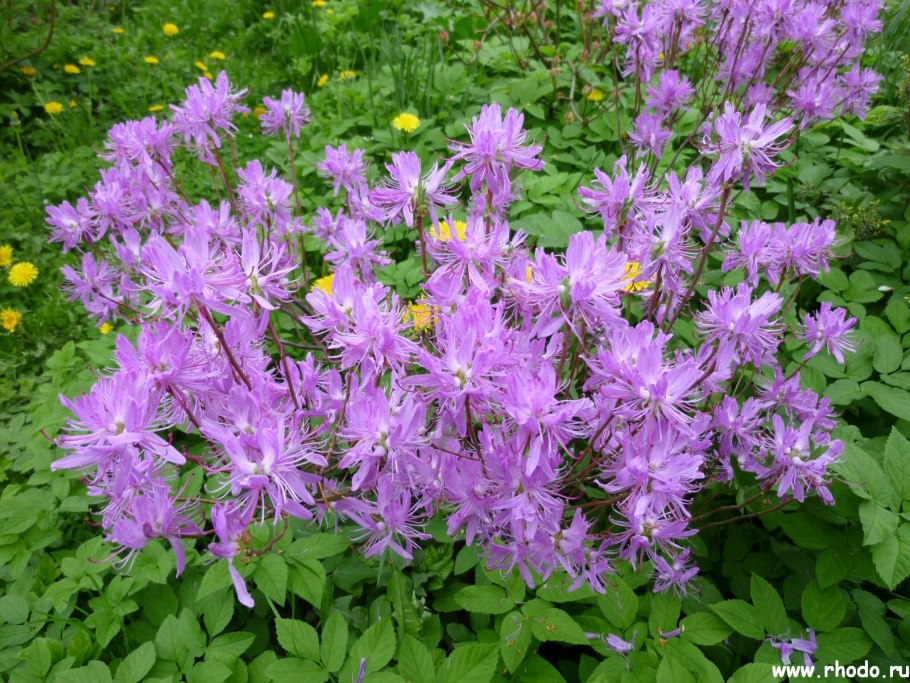 Рододендрон канадский белый