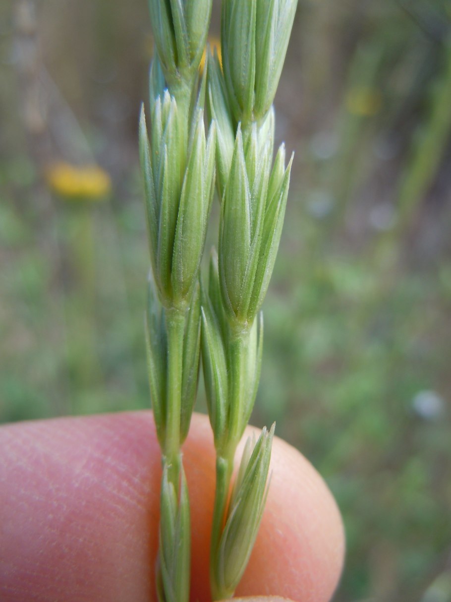 Leymus velossimus