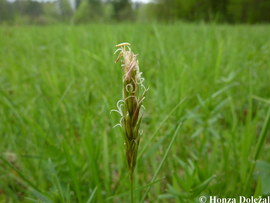 Psathyrostachys juncea