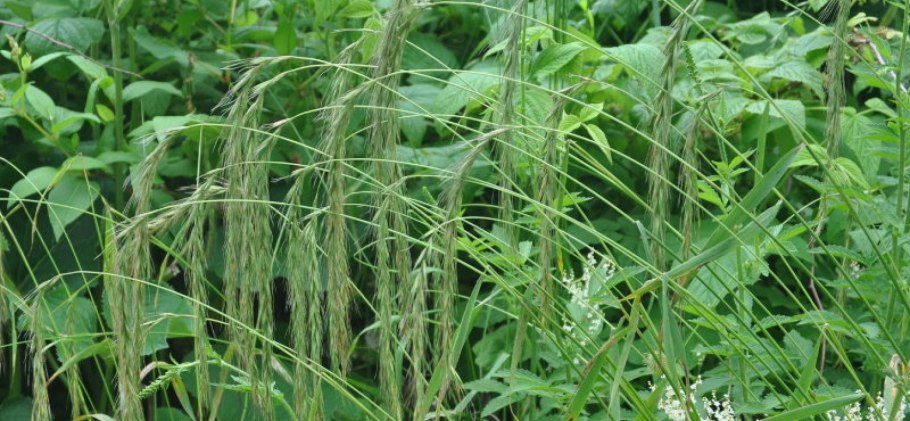 Psathyrostachys juncea