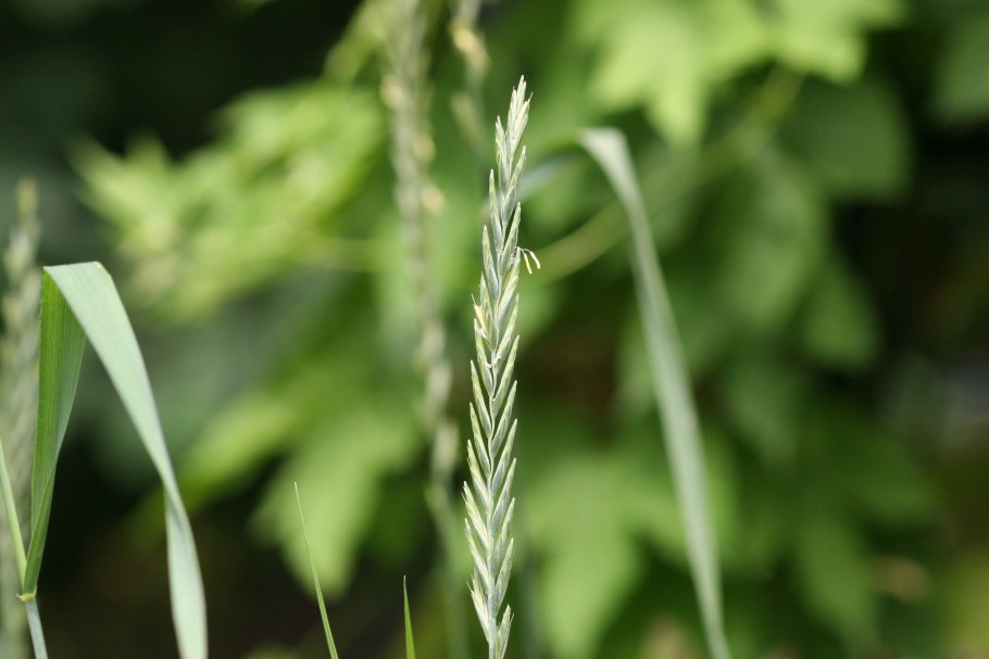Hystrix sibirica