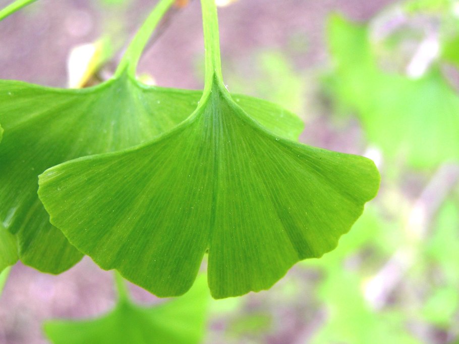Гинкго билоба растение