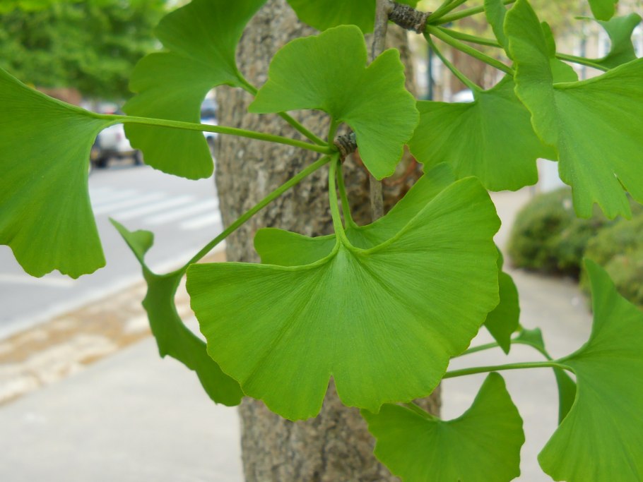 Гинкго билоба двулопастный Ginkgo Biloba