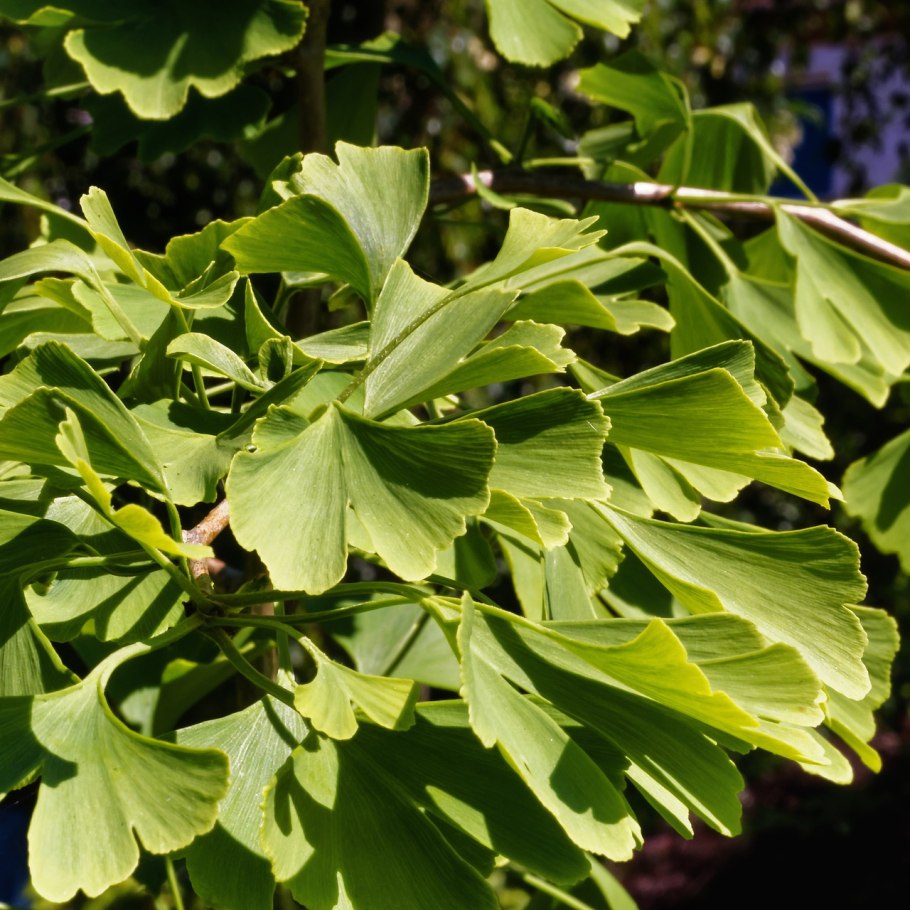 Гинкго двулопастный (Ginkgo Biloba)