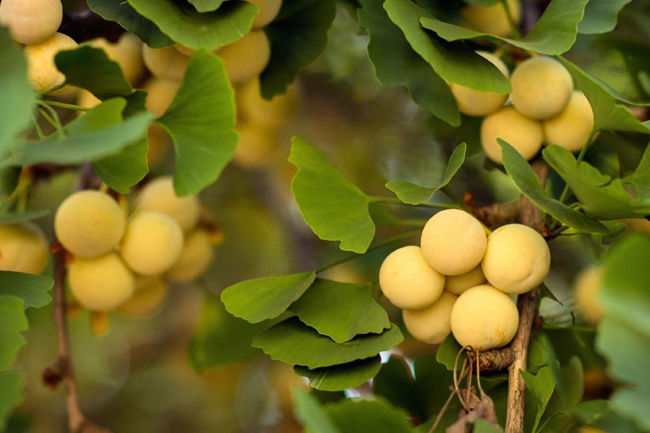 Гинкго двулопастный дерево