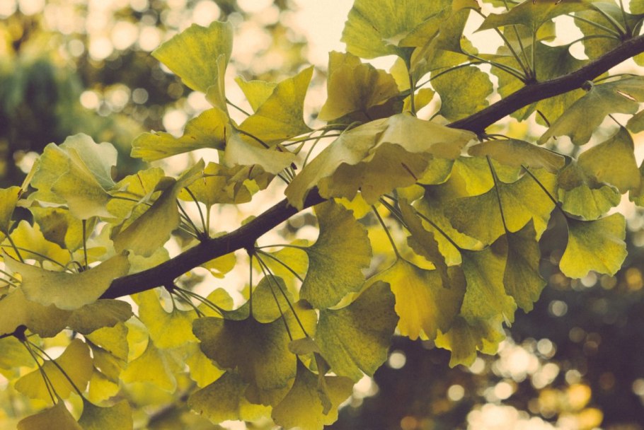 Гинкго билоба