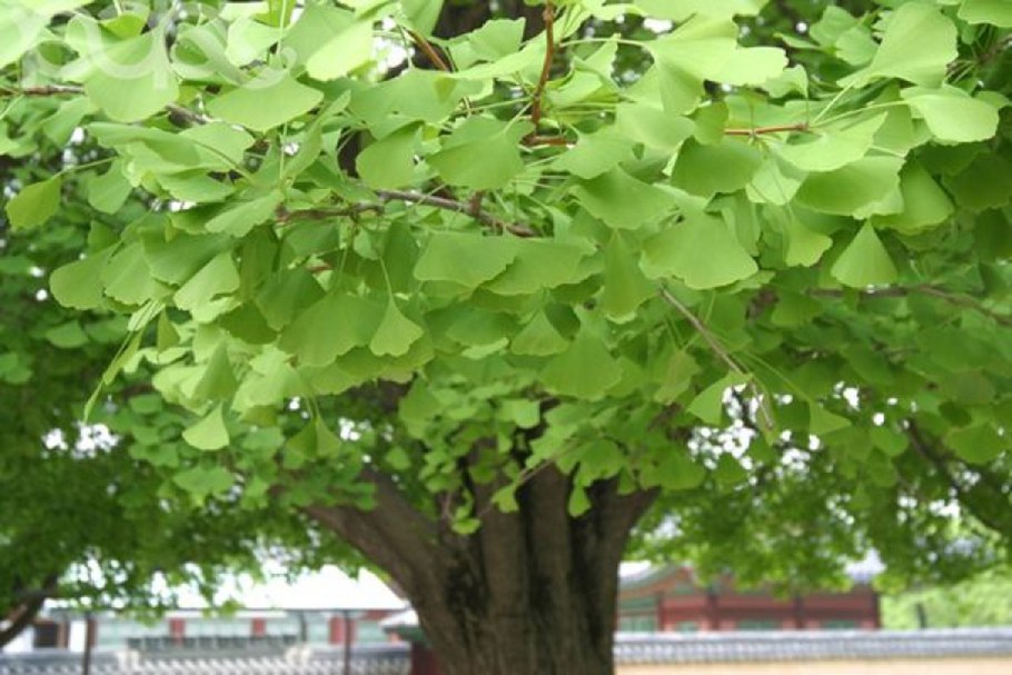 Растение гинкго двулопастный