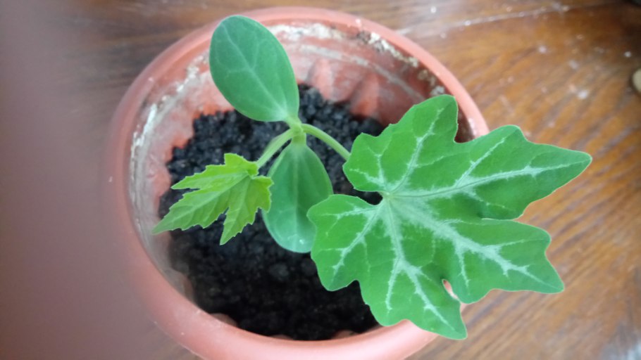 Кассабанана Рамберт