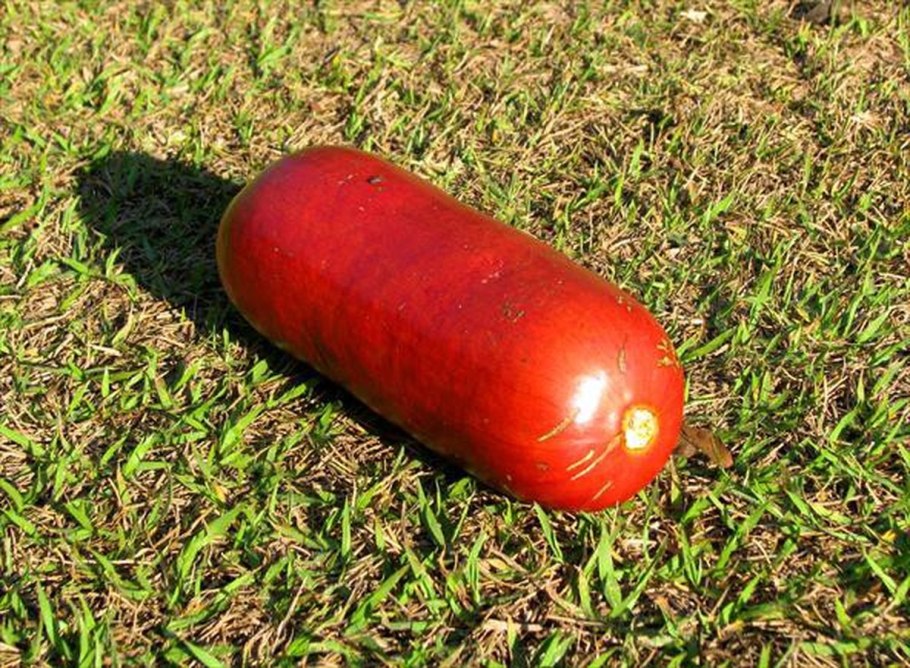 Кассабанана Сикана ароматная