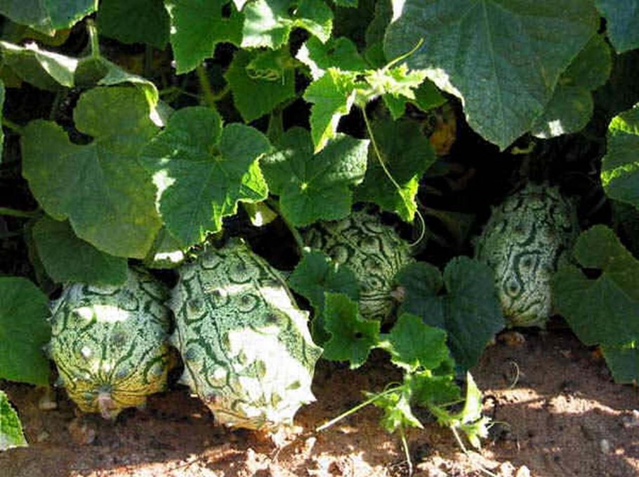 Lonicera растение