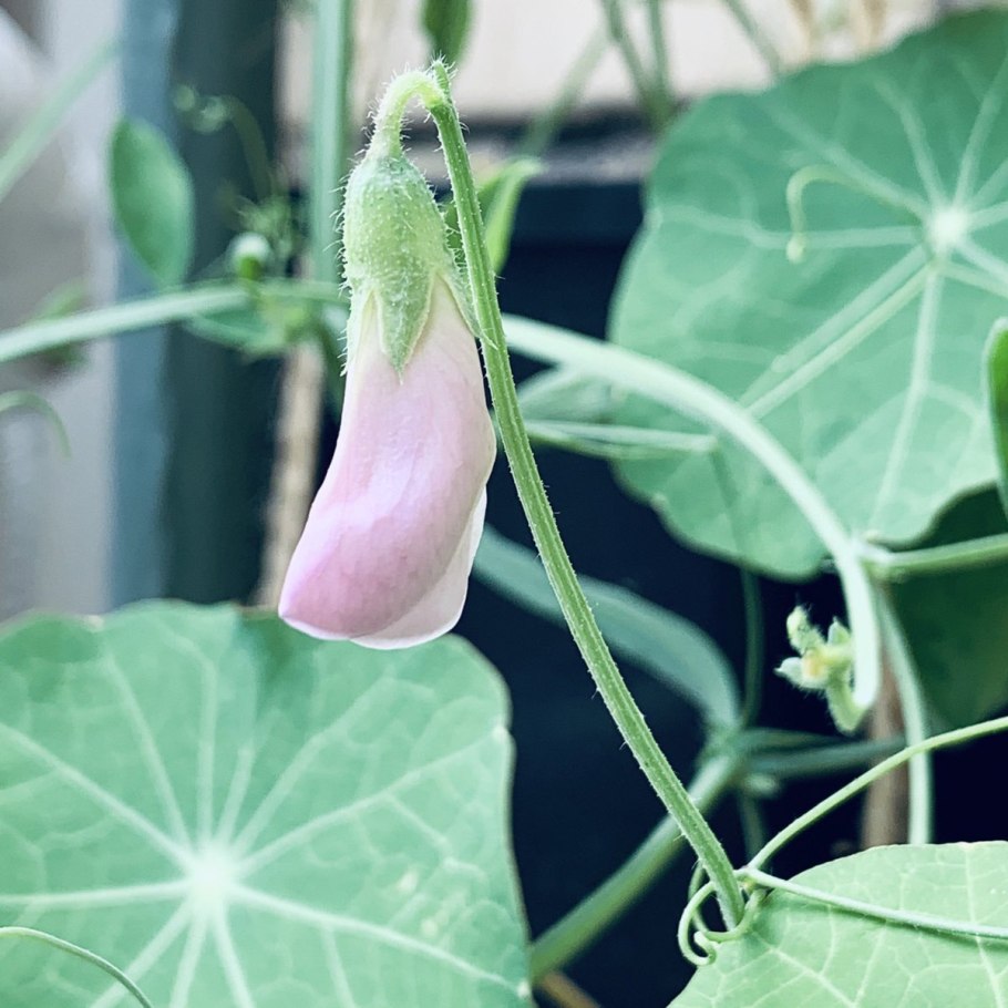 Гвоздичное дерево пряность