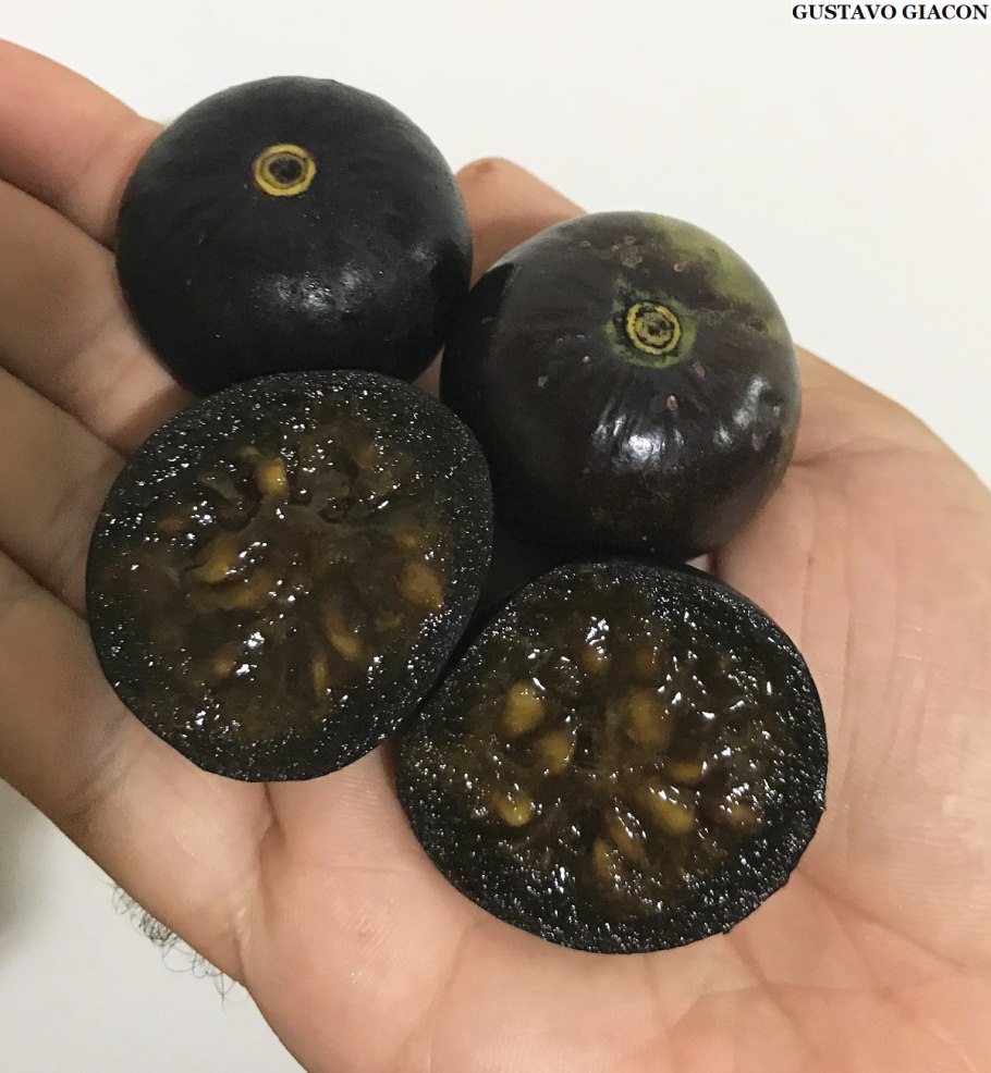 Какие цветы у Касабананы