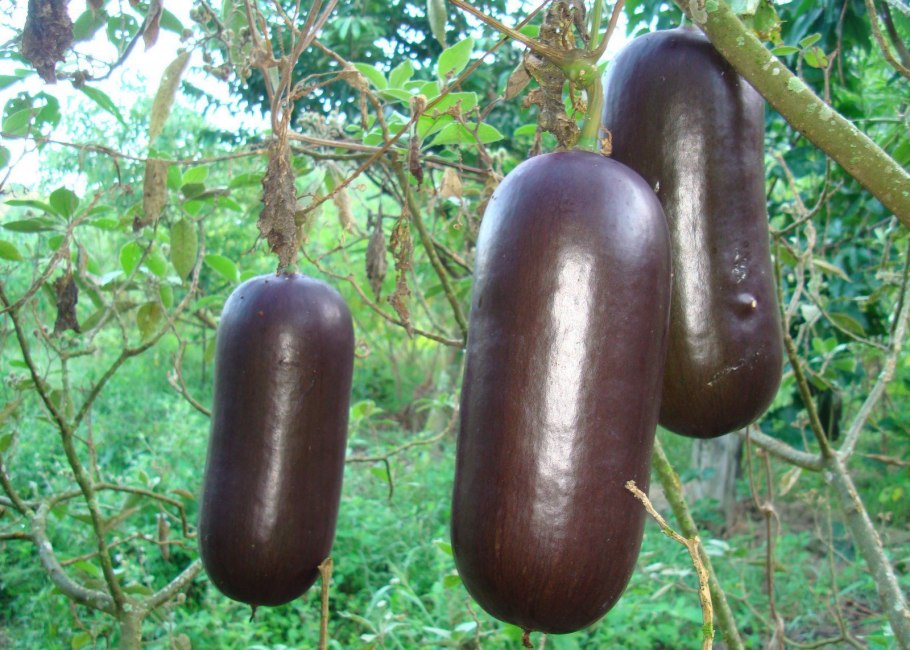 Кассабанана Сикана душистая