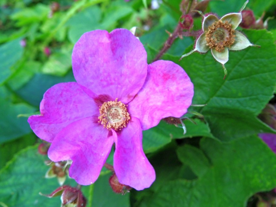 Сладкий горошек цветок