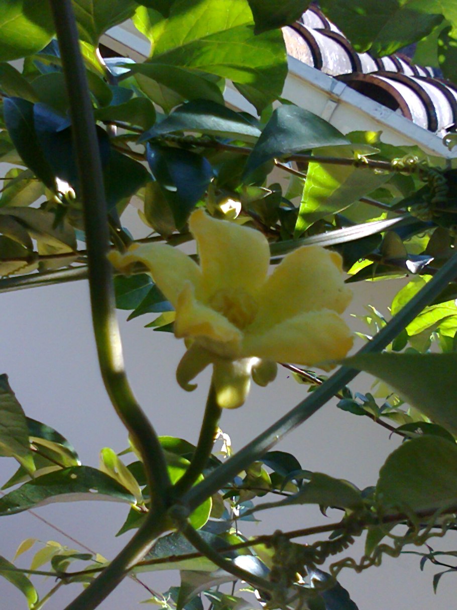 Тыква на подоконнике