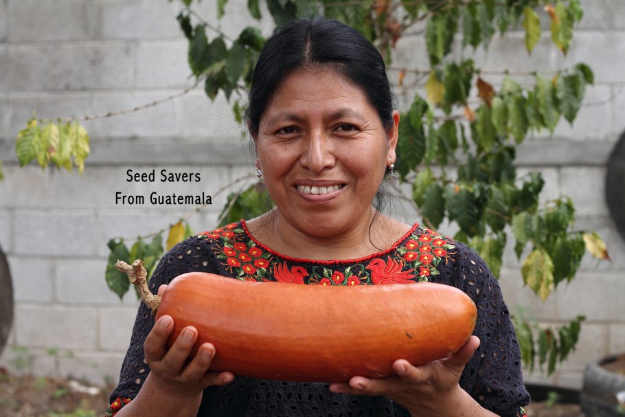 Сикана как надо правильно вырастить