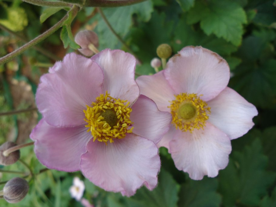 Пассифлора Амбигуа